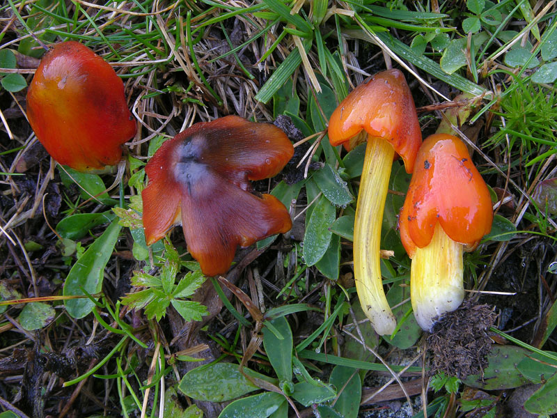 Hygrocybe conica (Schaeff.:Fr.) P.Kumm.